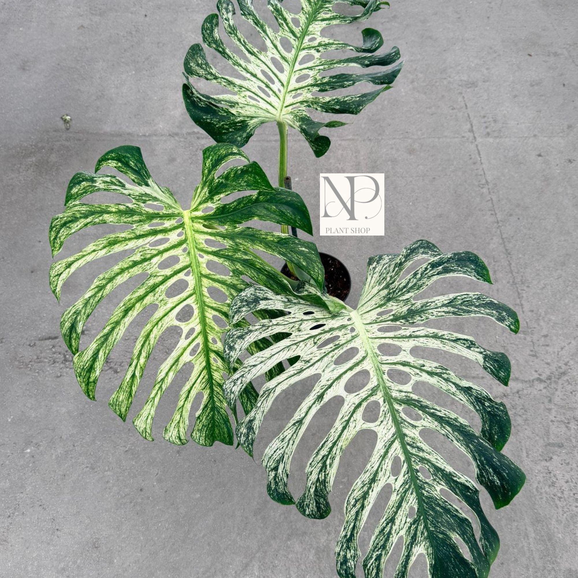 Monstera Deliciosa Devil Monster Live Plant | Rare Variegated