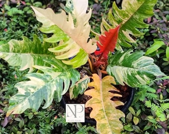 Philodendron Caramel Marble (planta viva) / Rara planta de colección de aráceas variegadas jaspeadas