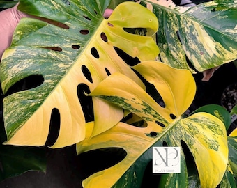 Rare Yellow Variegated Monstera Plant – Golden Tropical Houseplant Home Decor