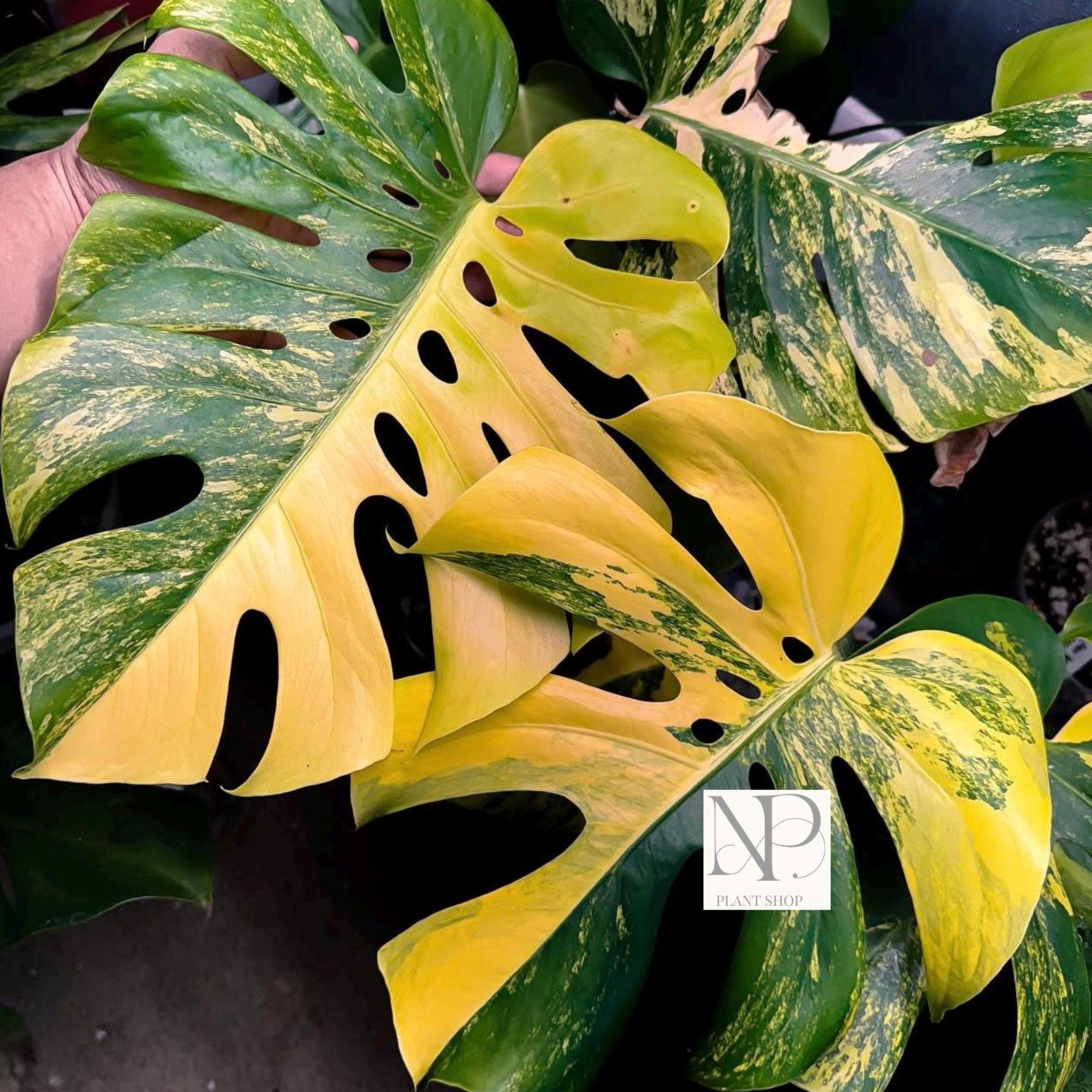 large monstera Monstera Deliciosa 'Swiss Cheese Plant' Houseplant 17cm Pot