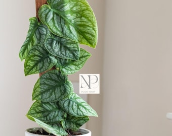 Monstera Dubia / Pianta rampicante tropicale rara da interno / Pianta viva di facile manutenzione