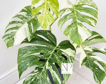 Bonte plant Monstera Thai Constellatie | Zeldzame gespikkelde kamerplant aroid