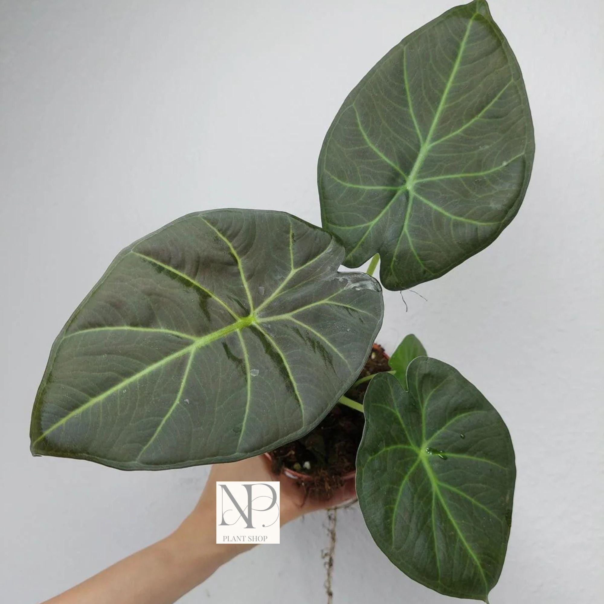 Alocasia regal shields - Etsy 日本