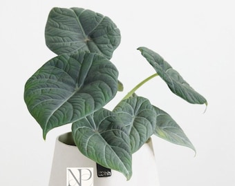 Planta Alocasia Maharani Dragón Gris / Alocasia Joya Rara, Follaje Aterciopelado