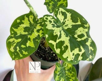 Alocasia Hilo Beauty, planta viva con hojas variegadas de camuflaje, planta de interior exótica y rara.