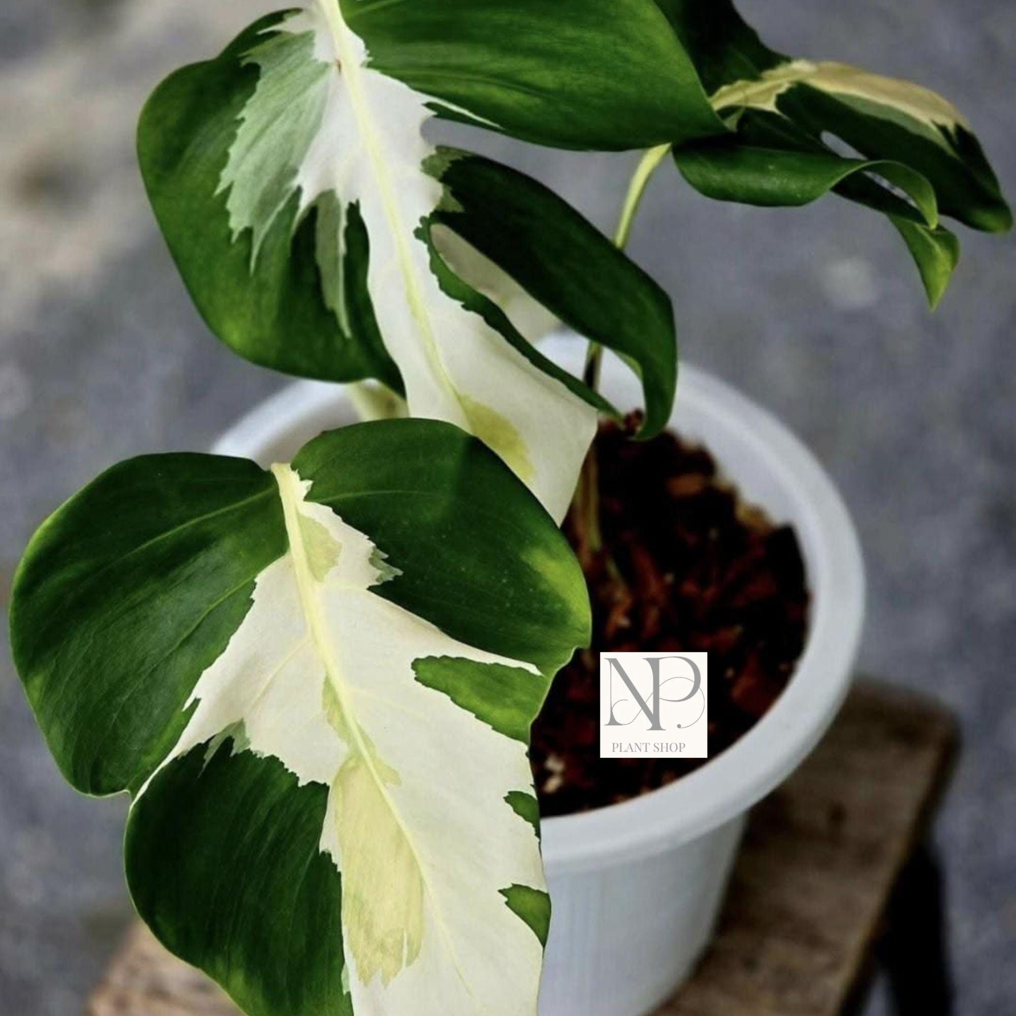 Monstera white lava - Etsy 日本
