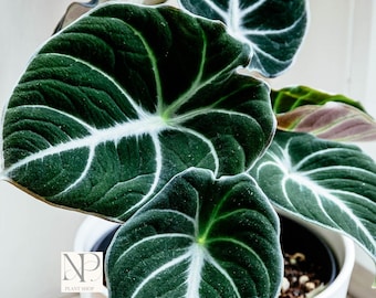 Alocasia Black Velvet Live Plant | Rare Jewel Houseplant, Dark Velvet Leaves