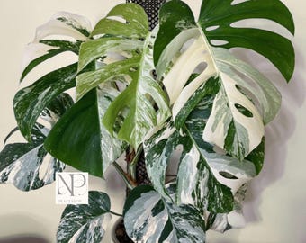 Monstera Albo Variegated Plant | Rare White Monster Tropical Houseplant (Rooted Cutting)