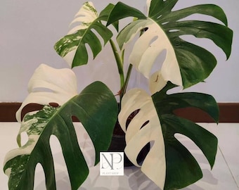 Monstera Albo, pianta variegata / Rara pianta tropicale da interno a mezza luna