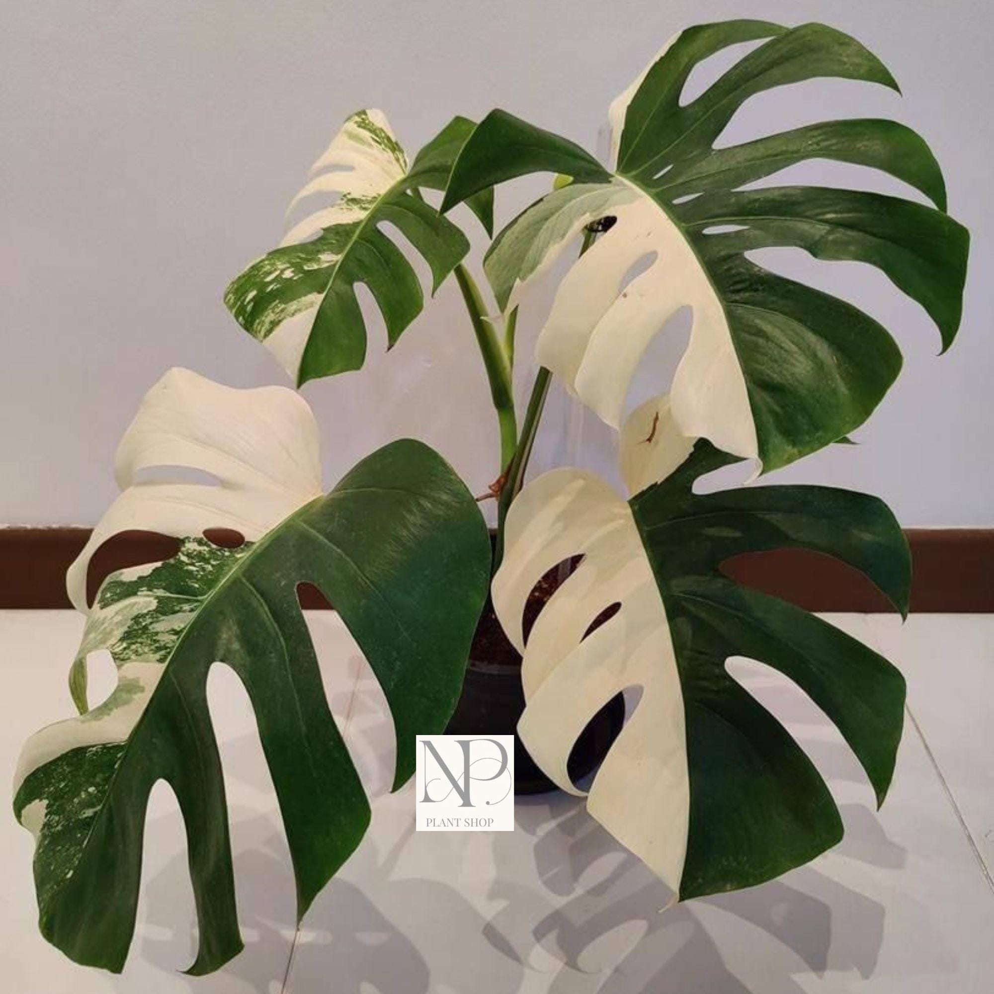 Variegated Monstera Albo Half Moon - Etsy Singapore