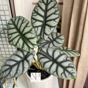 Alocasia nebula - Etsy 日本