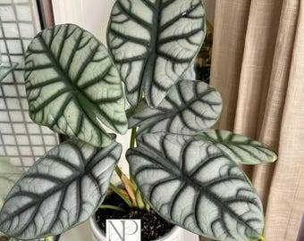 Planta viva Alocasia Nebula / Rara planta de interior joya metálica, follaje tropical de colección