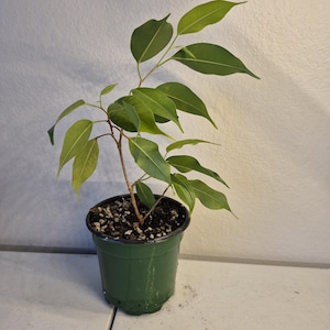 May include: A small potted plant with vibrant green leaves and a slender brown stem. The plant is in a dark green plastic pot filled with soil. The leaves are elongated with visible veins.
