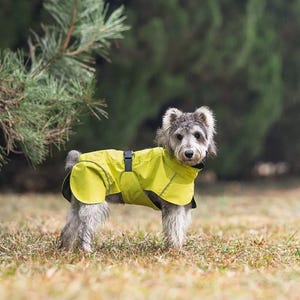 Può includere: Un piccolo cane grigio con un impermeabile giallo brillante con chiusura a fibbia nera. Il cane è in piedi su un'area erbosa con uno sfondo verde sfocato.