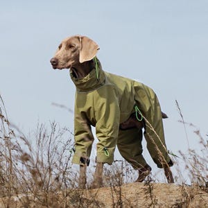Op de afbeelding: Een lichtbruine Weimaraner-hond draagt een effen olijfgroene hondenjas voor het hele lichaam. De jas is voorzien van een hoge kraag, lange mouwen en fel neon-groene verstelbare koordstoppers bij de nek, taille en mouwboorden.