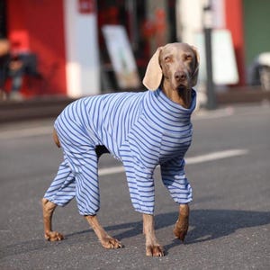 Op de afbeelding: Een Weimaraner-hond draagt een lichtblauwe en donkerblauwe gestreepte jumpsuit voor het hele lichaam. Het kledingstuk heeft een hoge hals, lange mouwen die de voor- en achterpoten bedekken, en een klein zakje op de borst voor volledige bedekking.