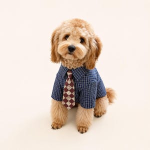 Può includere: Un cane dal pelo dorato e riccio indossa una camicia blu navy con un motivo a quadri bianchi e una cravatta bordeaux con un motivo ripetitivo di rombi e fiori. Il cane ha il pelo lungo e ondulato e guarda dritto verso l'obiettivo.