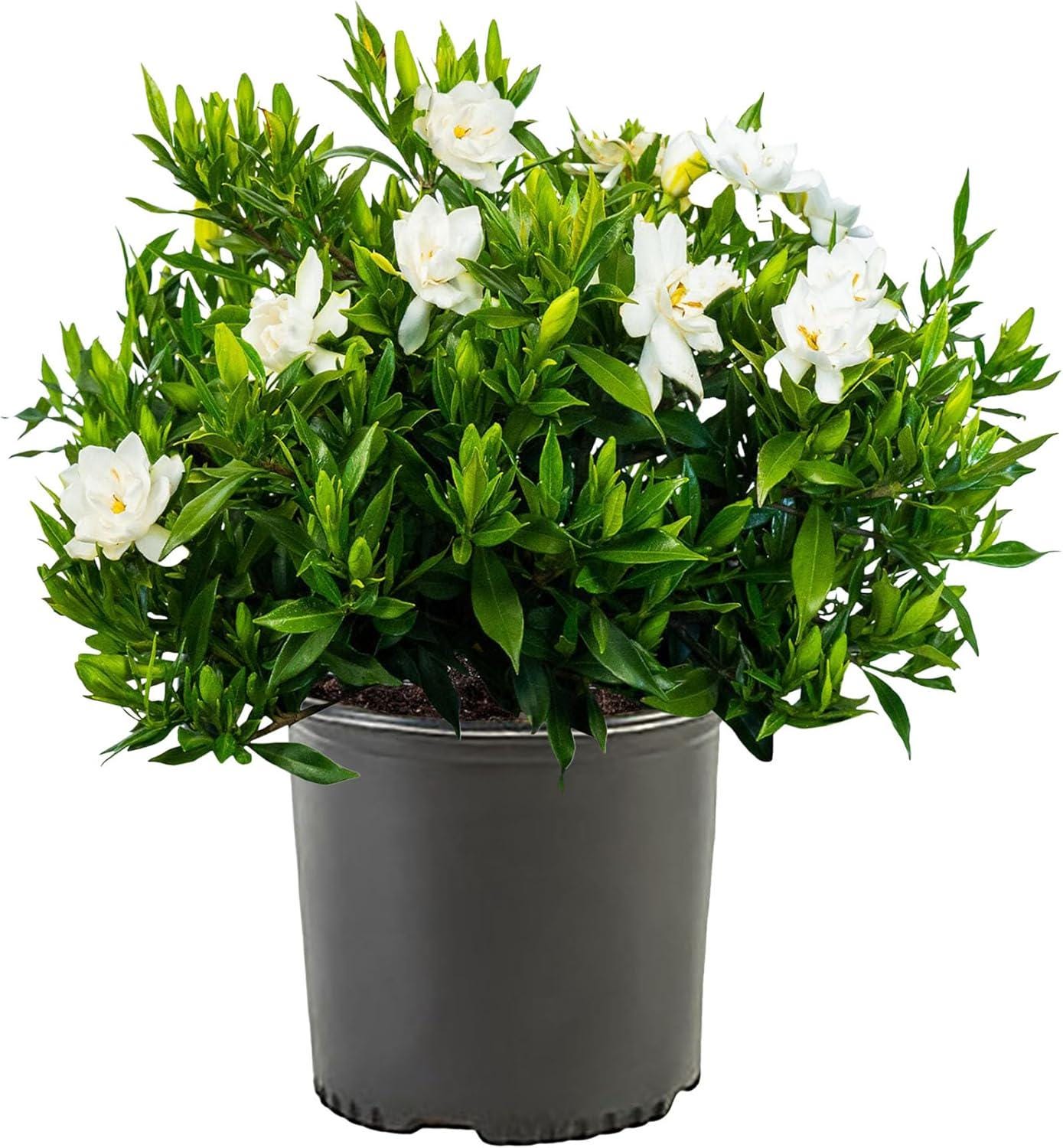 ficus pflege zimmerpflanze Birkenfeige - Ficus Benjamina - Zimmerpflanze - Grnpflanze