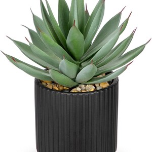 anthurium forgetii x nigrolaminum gigi Anthurium Nigrolaminum Gigi x Forgetii – Plant Studio LLC