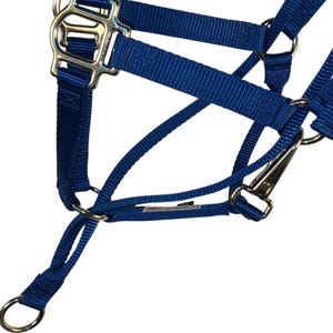 May include: A close-up of a blue horse halter with silver metal hardware. The halter has adjustable straps and a snap closure. The halter is designed for equine use.