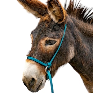 May include: A brown donkey with a teal halter and lead rope. The donkey is looking down and to the left. The background is white.