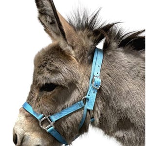 May include: A light blue nylon halter on a donkey. The halter has adjustable straps and metal fittings. The donkey has grey fur and is facing left.
