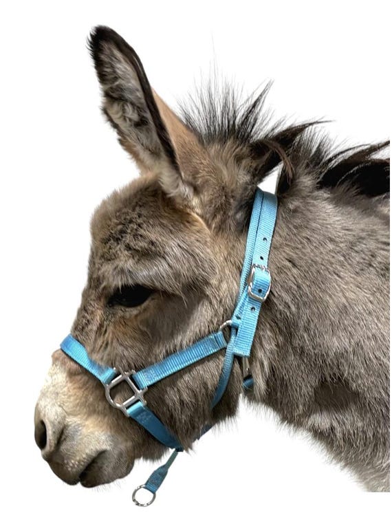 Come Here DONKEY Custom Halter Handmade USA by Halter All, 25 colors, 12 patterns, 4 sizes, Snap Throat, No Sit Pull Come Along, 10+ yrs