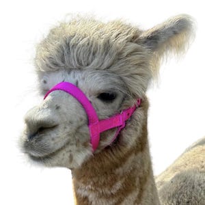 May include: Close-up of an alpaca's head, featuring a bright pink halter. The alpaca has light brown and gray fur, with a fluffy top and a gentle expression. The background is plain white.