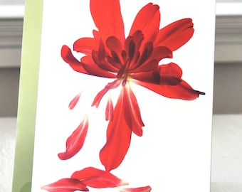 Note Card--Floral Card---Begonia Array