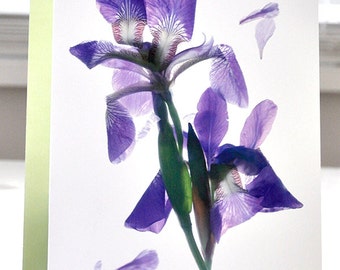 Handmade Card Floral Note Card Greeting Card Todd's Pond Iris Dance