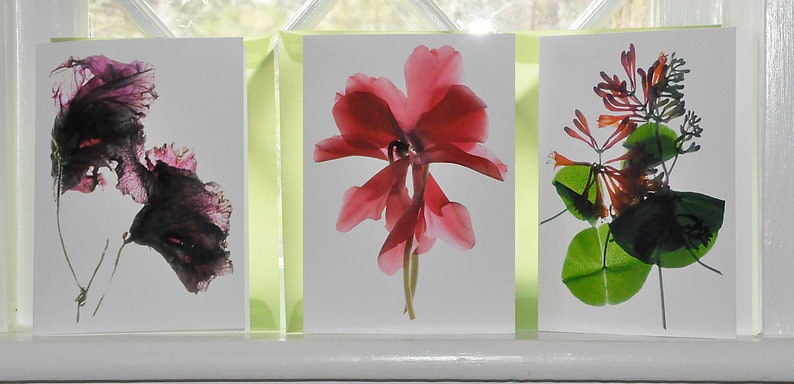 Mothers Day Card Floral Note Card Red Poppy Free Shipping in US image 2