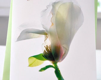 Handmade Greeting Card Woodhall Magnolia Blank free Shipping in the US