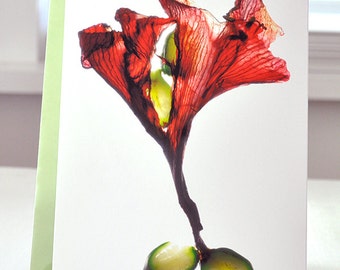 Artist Floral Note Card--Amaryllis Dance--Size 5"x7"