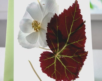 Floral Note Card White Begonia with Leaf Note Card