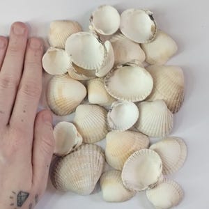 Puede incluir: Un conjunto de conchas marinas de varios tamaños y formas, en tonos crema y beige, dispuestas sobre una superficie blanca. Las conchas presentan crestas y texturas visibles. Ideal para decoración o manualidades.