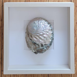 May include: A framed iridescent abalone shell, showcasing a pearlescent sheen with shades of silver, green, and blue. The shell is mounted on a white background within a white wooden frame, creating a striking contrast. The artwork is displayed against a wooden background.