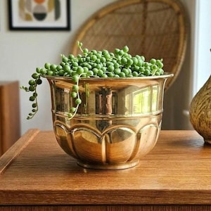 May include: A polished brass planter with a scalloped rim and base, containing a trailing string of pearls plant with numerous small, round, green succulent leaves that drape over the metallic edges of the container.