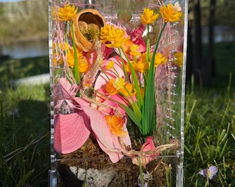 Snail and Butterfly Jumping Spider Enclosure