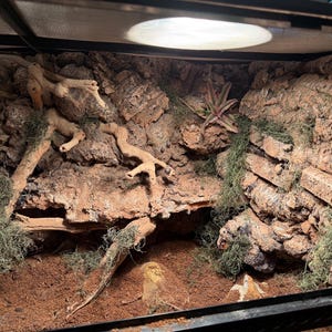 May include: A reptile terrarium with a naturalistic design. The interior features a backdrop of textured, brown cork bark, with branches and green plants. The substrate is a reddish-brown color. A light is mounted at the top of the terrarium.