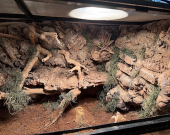 Made to Order Custom Reptile Backgrounds