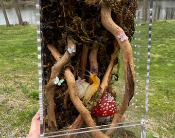 Foresta delle farfalle, recinto del ragno saltatore