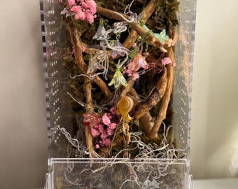 Enchanted Forest Jumping Spider Enclosure
