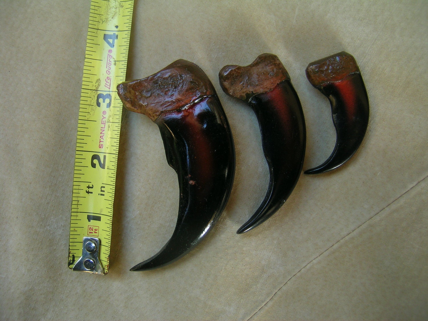 Grizzly Bear Claws Resin Cast Wholesale Lot of 15 2.5 inch Etsy