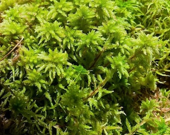 Musgo esfagno orgánico de primera calidad para terrarios, vivarios, jardines de hadas y decoración de bosques naturales.