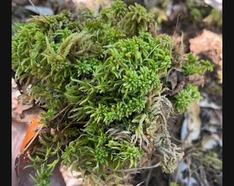 Musgo esfagno vivo para terrario, vivario, jardín de hadas / decoración de bosque natural