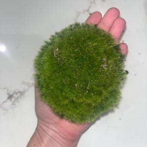 May include: A vibrant green moss ball, held in a hand, showcasing its dense, textured surface. The moss appears fresh and healthy, with a slightly irregular, rounded shape. The background is a light-colored surface.