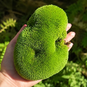 May include: A vibrant green moss clump, held in a hand, showcasing its dense, textured surface. The moss is a bright, natural green, with a slightly irregular shape. The background is blurred, suggesting an outdoor setting.
