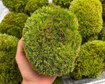 Musgo de cojín vivo para terrarios, viveros, jardines de hadas o decoración de bosques naturales.