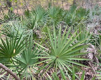 3 hojas grandes de palma natural en forma de abanico / Decoración de pared, boda, manualidades