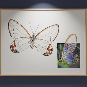 Puede incluir: Una impresión en acuarela enmarcada con dos ilustraciones de mariposas. La mariposa más grande tiene alas transparentes con marcas marrones y naranjas. La mariposa más pequeña tiene alas coloridas con tonos morados y azules.